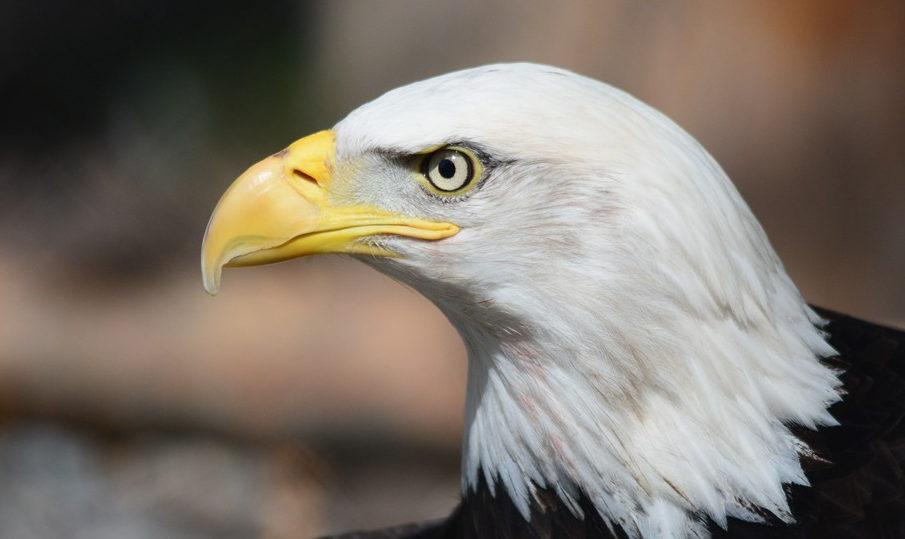 2020年申請美國L1簽證，對中國公司有哪些要求？