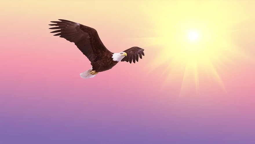 鷹飛故事:天遠(yuǎn)鷹飛,世界多維