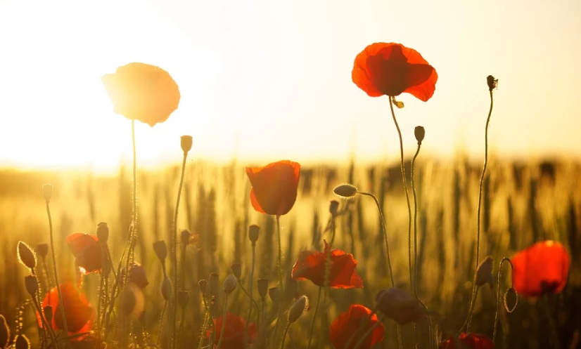 導致美國EB1C申請失敗的原因,基本都在這了!